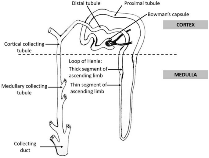 A diagram of the components of the structure of the nephrons. Some labeled parts are the distal tubule, proximal tubule, medullary collecting tube, and collecting duct.