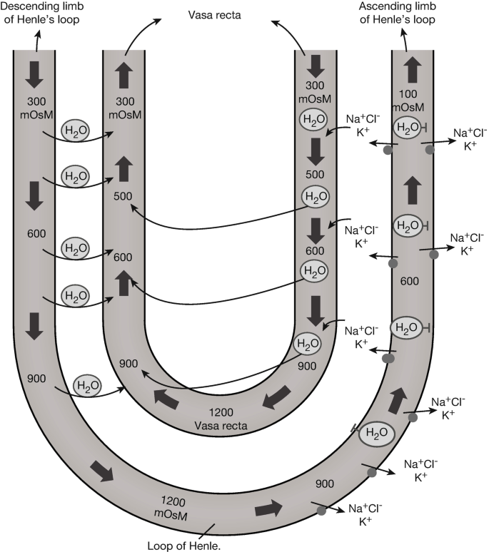 A diagram of a U-shaped tube. It is from the descending limb of Henle's loop to the loop of Henle, then to the ascending limb of Henle's loop.