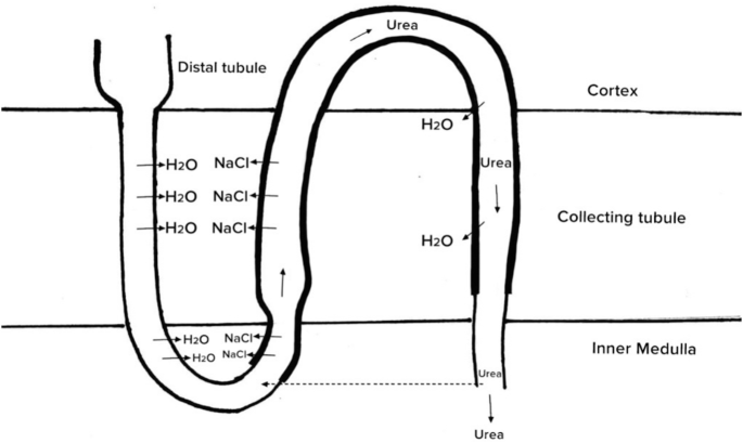 A diagram of a U-shaped tube that bends down in an inverted U-shape. The major parts are the cortex, collecting tubule, and the inner medulla.