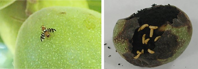 Integrated Pest Management of Temperate Nuts