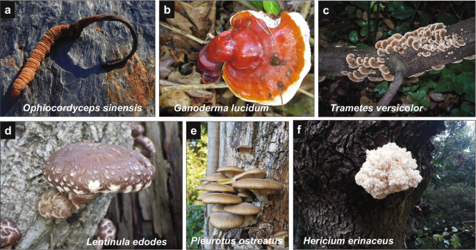 6 photographs of mushrooms. a. A caterpillar shaped mushroom. B. A wood like mushroom. c. A ring of concentric, layered mushrooms encircled by bark. D. A wood-like, button shaped mushroom. E. Layers of fan shaped mushrooms on a bark. F. A bright, irregular shaped mushroom.