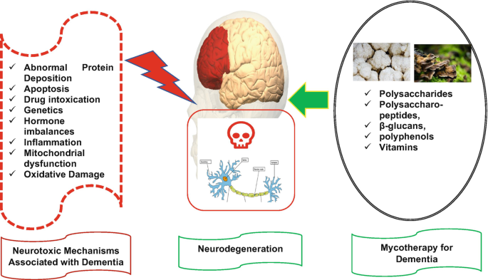 Cognitive Enhancing Effects of Medicinal Mushrooms: A Potential  Neuroprotective Implication in Dementias | SpringerLink