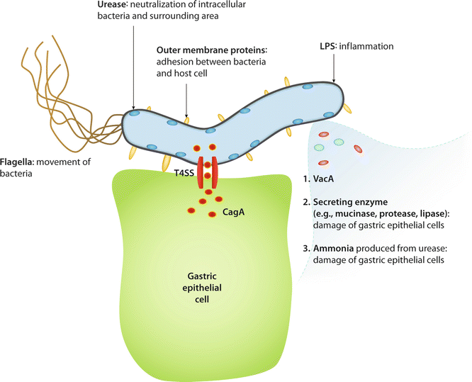 H. pylori Virulence Factors: Toxins (CagA, VacA, DupA, OipA, IceA) |  SpringerLink