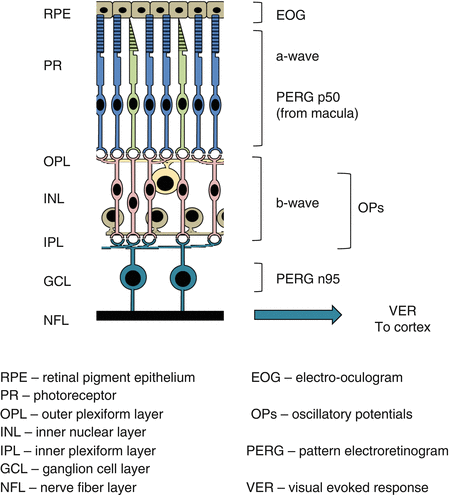 Visual Electrophysiology | SpringerLink