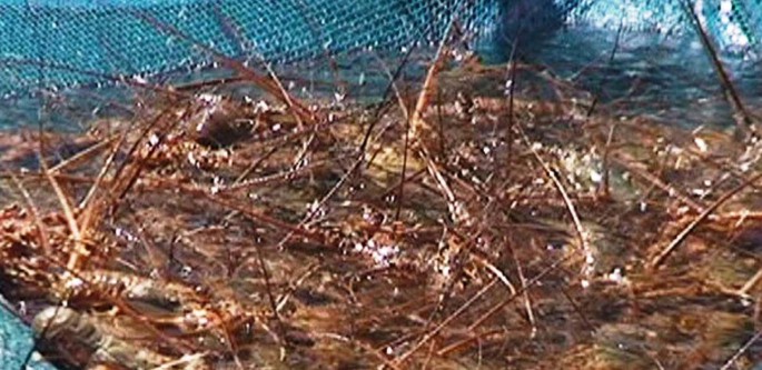 Nylon Fishing Nets at Rs 450/kg in Mumbai