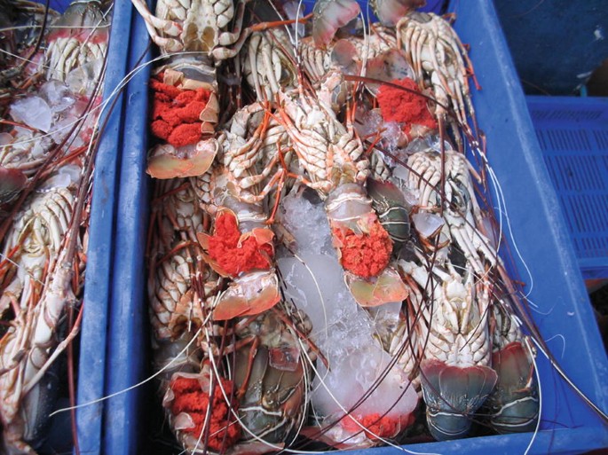 Lobster Fisheries and Management in India and Indian Ocean Rim Countries