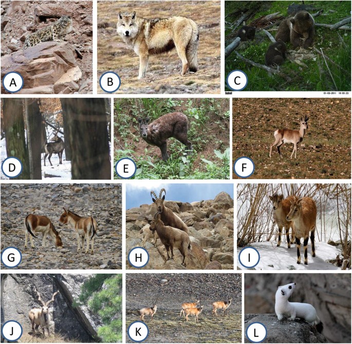 Wild Mammalian Diversity in Jammu and Kashmir State | SpringerLink