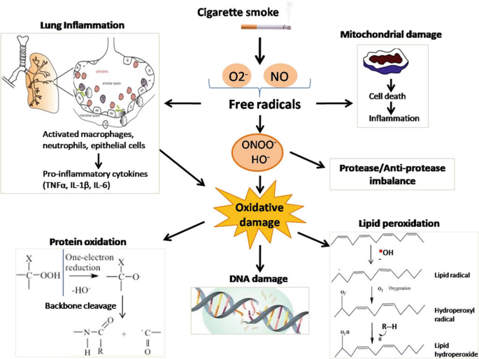 cigarette smoke disrupts mitochondrial homeostasis lung epithelial cells Role of Oxidative Stress Induced by Cigarette Smoke in the Pathogenicity of  Chronic Obstructive Pulmonary Disease