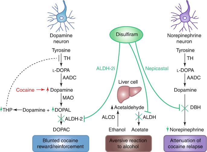 disulfiram and glutathione Disulfiram: Pharmacology and Mechanism of Action