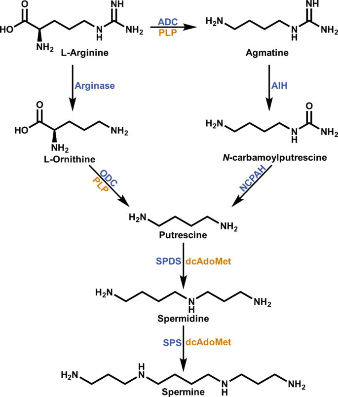 Discovery and Engineering of the Cocaine Biosynthetic Pathway