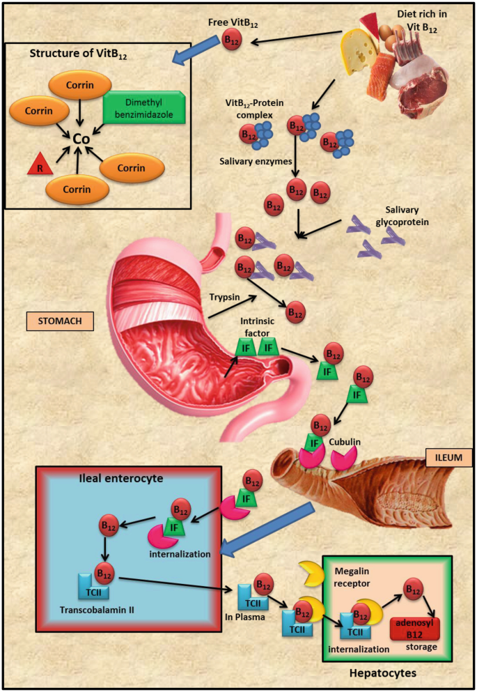 b12 injections and methotrexate for Arthritis Pharmacotherapy of Vitamin B12 and