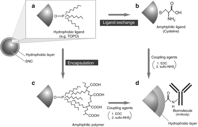 Semiconductor Nanocrystals for Biological Imaging and ...