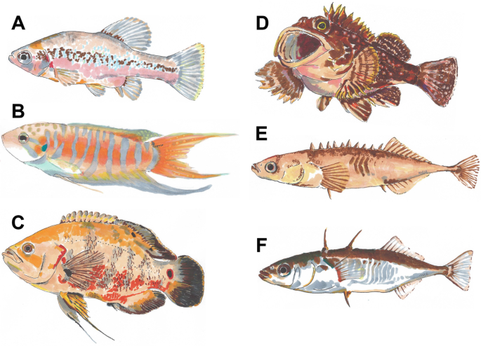 Empirical Rabbit: Smallfish