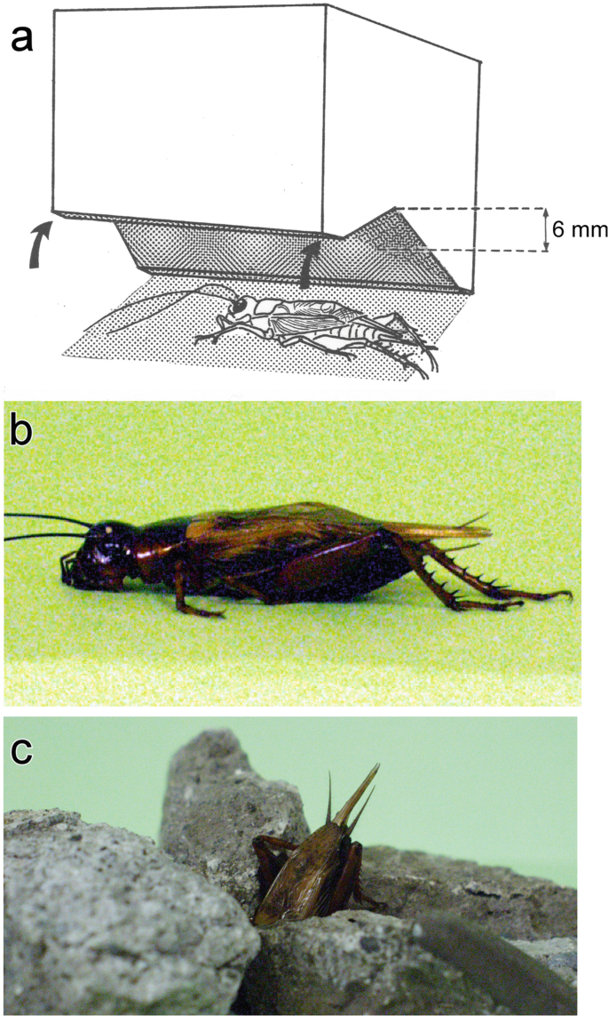 How crickets become freeze tolerant: The transcriptomic underpinnings of  acclimation in Gryllus veletis - ScienceDirect
