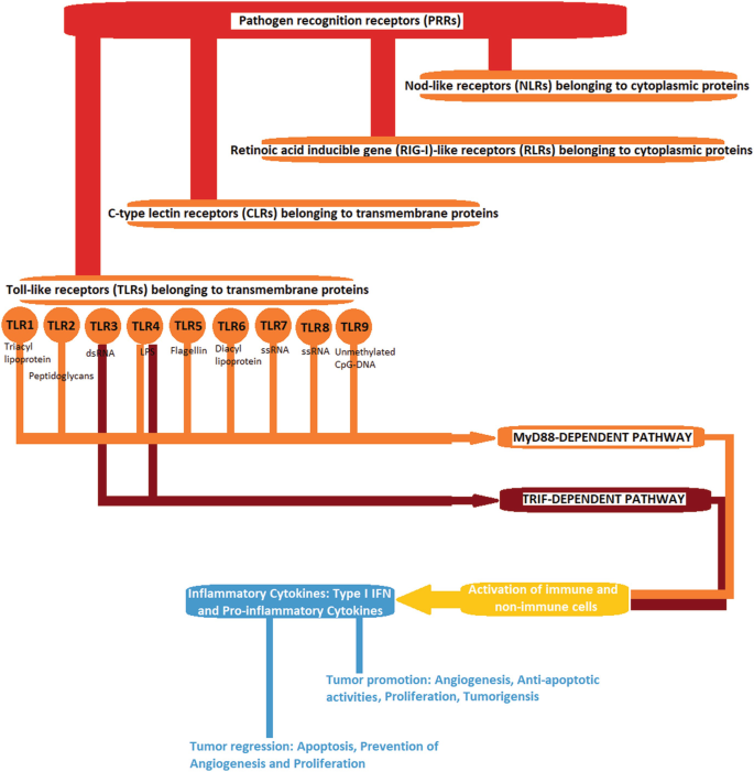 The Role Of Toll Like Receptor Tlr Polymorphisms In Urinary Bladder Cancer Springerlink