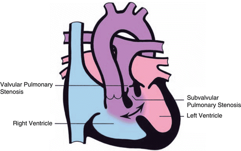 Anatomy and Function of the Heart's Electrical System