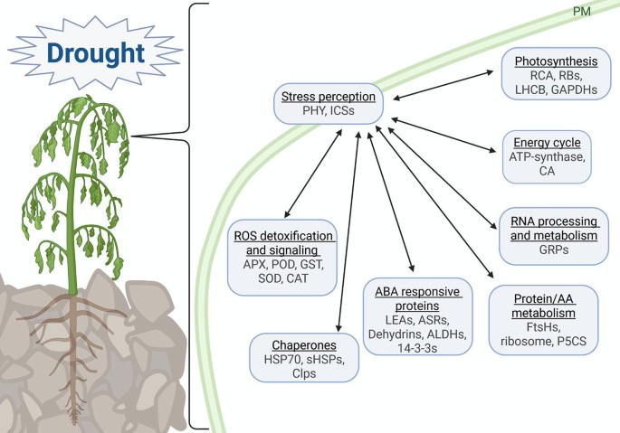 Plant Leaf Proteomics and Drought Stress Tolerance | Springer Nature Link