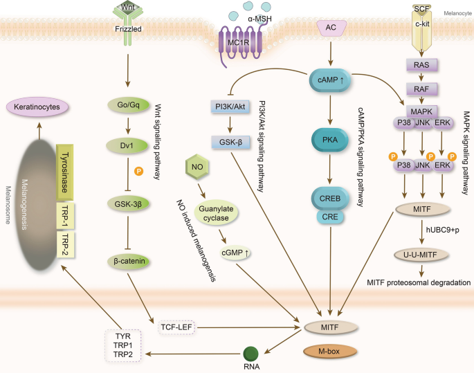 Melanogenesis Pathway in the Skin | Springer Nature Link