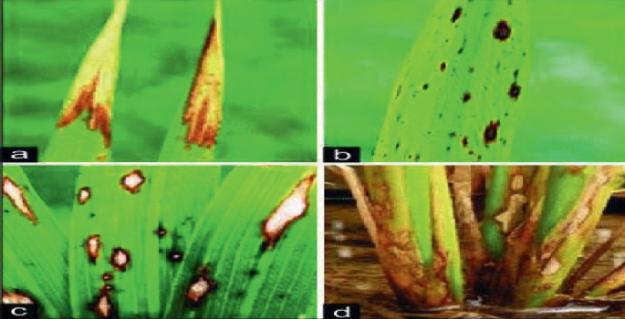Revolutionizing Rice Farming: A Hybrid Deep Learning Approach for ...