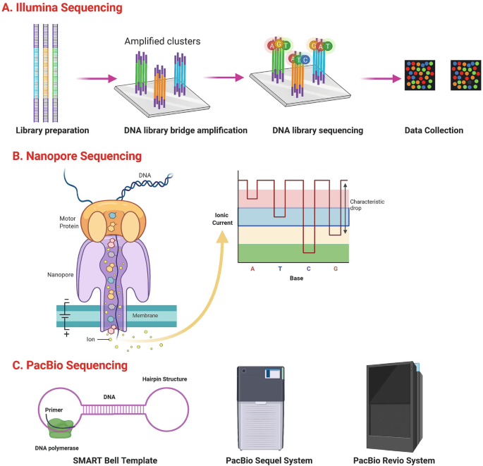 Machine Learning Dna Sequencing Next-Generation Sequencing: Application and Data Analysis | SpringerLink