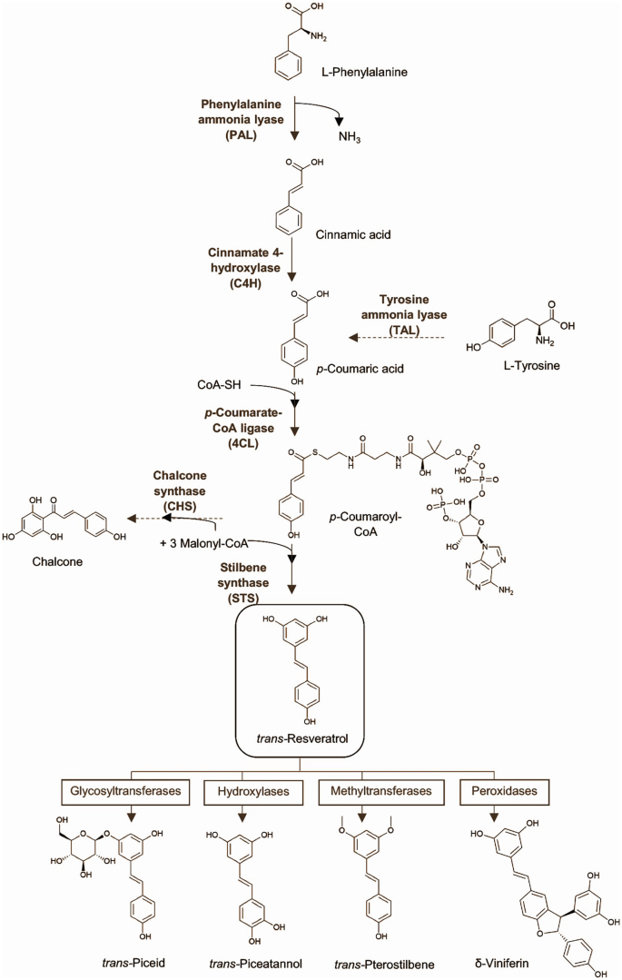Biotic and Abiotic Elicitation for Enhanced Production of Stilbenes ...