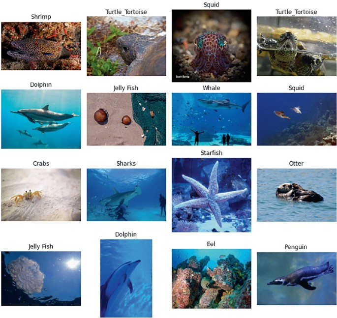 Sea Creature Classification Marine Animal Classification with EfficientNetB7 and Grad-CAM: A Novel ...