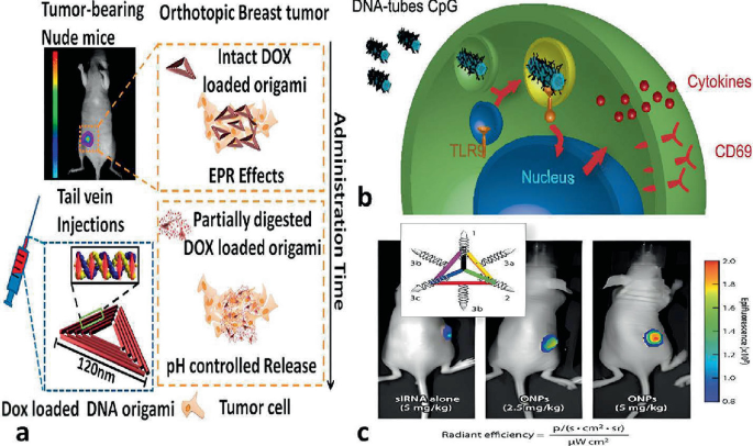 Drug Delivery System Based on Nucleic Acid Nanoparticles: A Promising ...