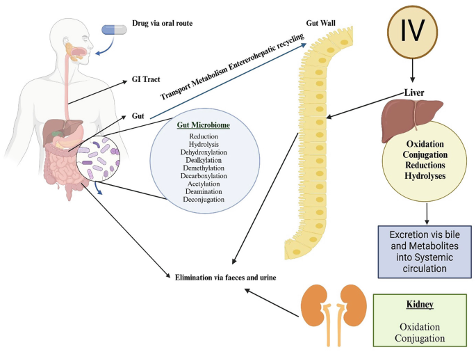 MicrobiotaDrug Interaction and Its Influence on Drug Metabolism and  Toxicity | Springer Nature Link