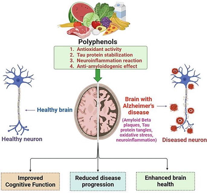 Molecular Basis of the Role of Polyphenols in Alzheimer’s Disease ...