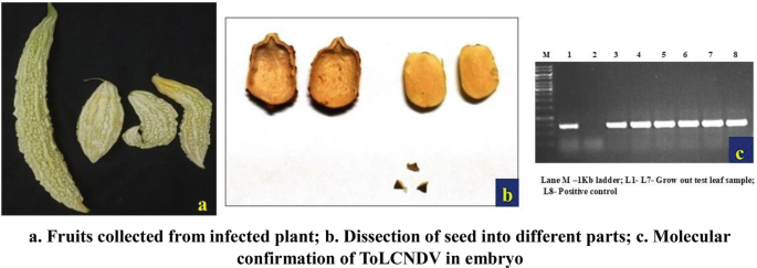 Seed Transmission: A New Tool in the Weaponry of Tomato Leaf Curl New ...