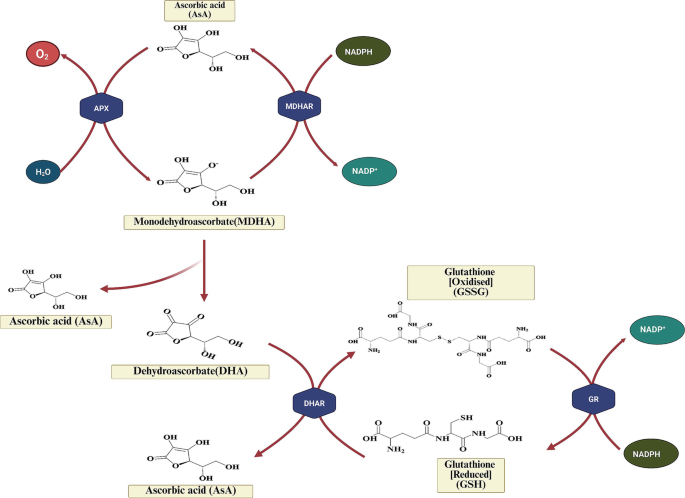 asea increases glutathione The AsA–GSH Cycle: A Vital Line of Defense Against Heat Stress-Induced  Oxidative Damage in Plants