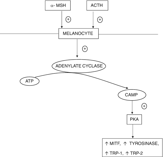 melanocyte and glutathione maintenance is crucial for survival of melanocytes after exposure to rhododendrol - Kondo - 2016 - Pigment Cell & Melanoma Research Pheomelanin - an overview |