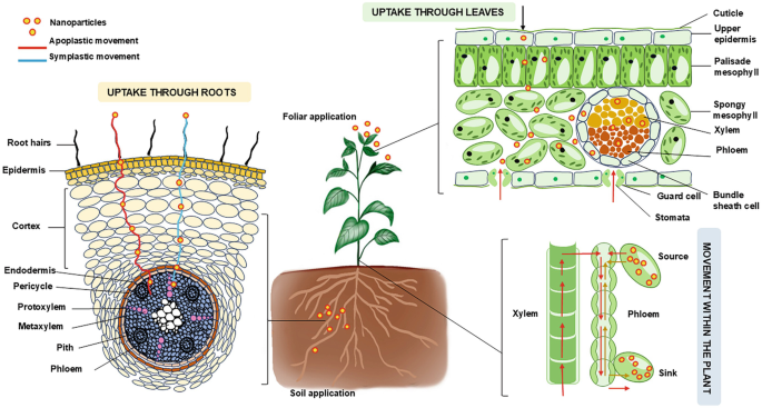 Protoxylem Root Nanoparticle-Mediated Nucleic Acid Delivery in Plant Cells: Molecular ...