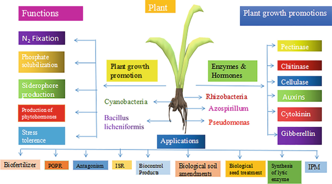 Bioprospects of Marine Microbes for Plant Growth Promotion and Disease ...