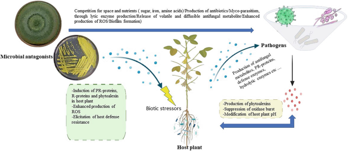 Microbial Communities and Plant Health: Insights into the Plant ...
