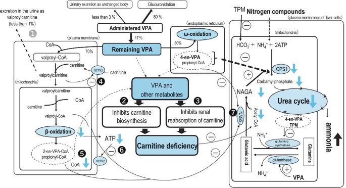 valproic acid antidote l carnitine Deficiency Due to Sodium Valproate or before a meal Vitamin B12 and Vitamin GI Size:50 Serves