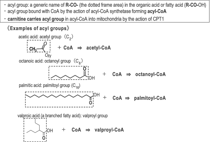 octanoyl-l-carnitine What Is Carnitine? مكمل صحي للجمال fda warning letters bpc-157 Tubs:6 Tubs natural ingredients