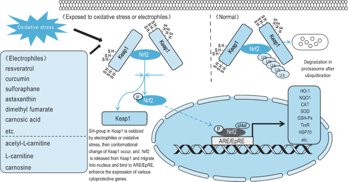 Anti-inflammatory, Antioxidant, and Anti-apoptotic Effects of Carnitine