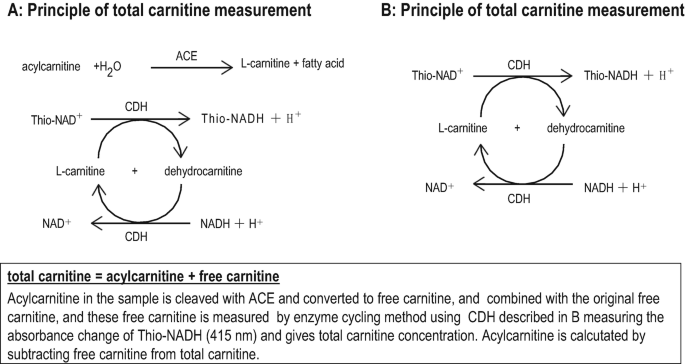 can you take l-carnitine when pregnant Maternal Dietary L-Carnitine Supplementation Influences Fetal Carnitine  Status and Stimulates Carnitine Palmitoyltransferase and Pyruvate  Dehydrogenase Complex Activities in Swine12