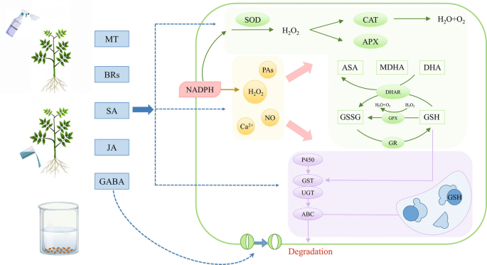 Detoxification of Pesticide Residue for Safe Vegetable Production |  Springer Nature Link