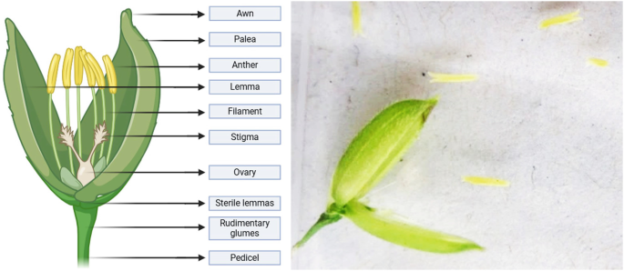 Spikelets Open In Rice Hybrid Seed Production of Rice: Status and Outlook | SpringerLink