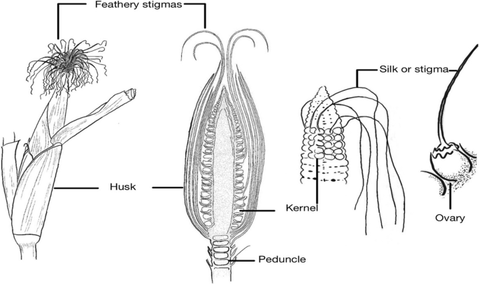 Seed Production Techniques in Maize: Principles and Practices ...