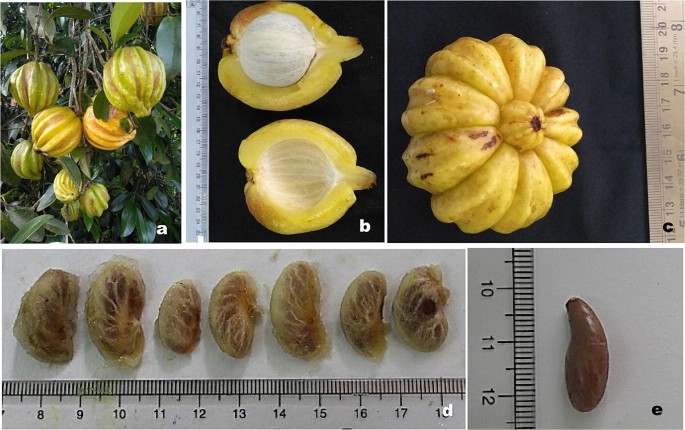 garcinia & l carnitine 70 hca Cambogia Gummies - 800mg 95% Organic Extract Vegan Supplement for Women - Metabolism Energy Boost - 60 Count Liquid L-Carnitine 3,000 for Fat