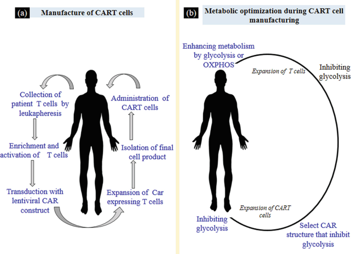 Metabolic Regulation of CAR-T Cell Function by Hypoxic Tumor | Springer ...