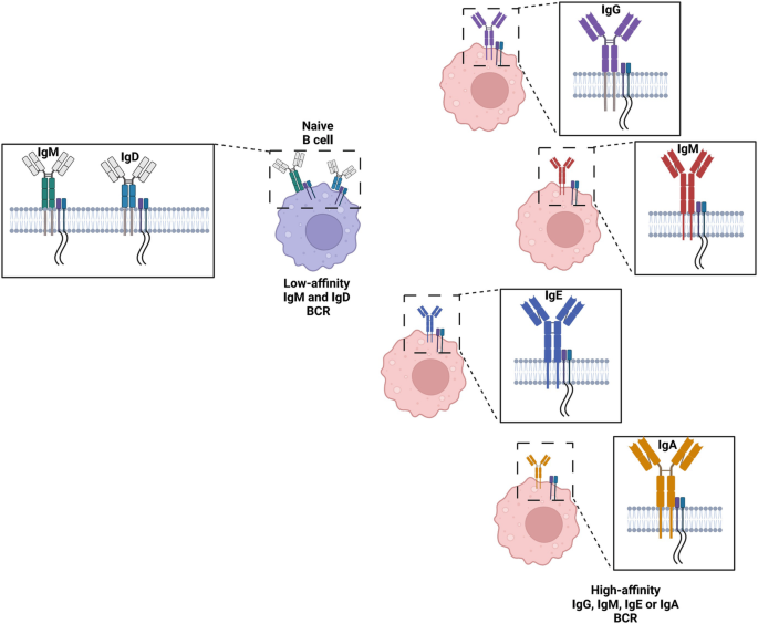 BCR Composition and Structure | Springer Nature Link (formerly ...