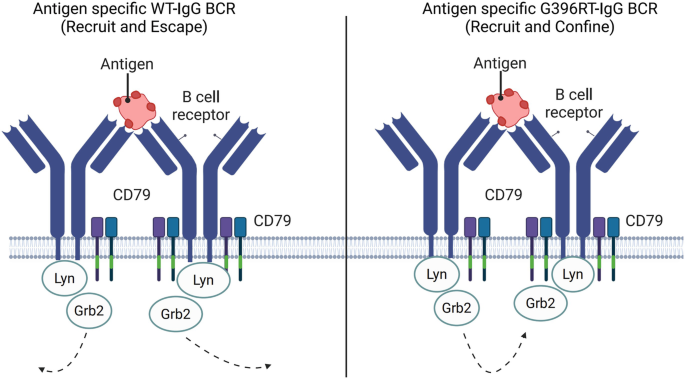 The Mechanism of IgG-BCR-Mediated Memory Antibody Response | SpringerLink