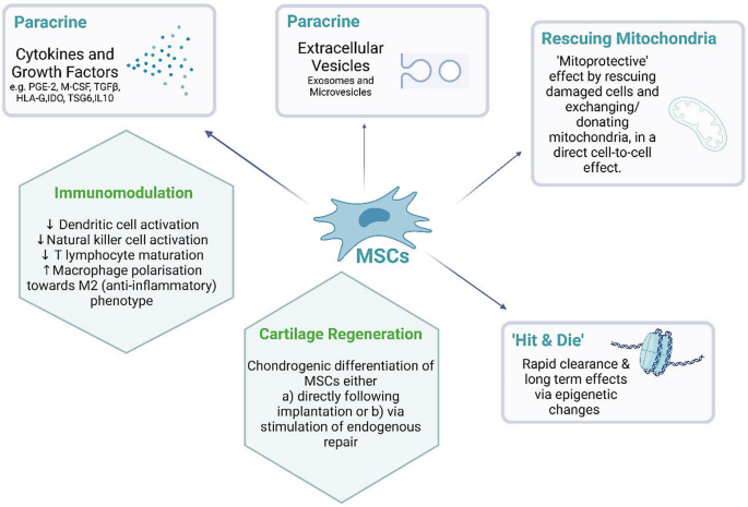 Cell Therapies for Cartilage Repair and Osteoarthritis | SpringerLink