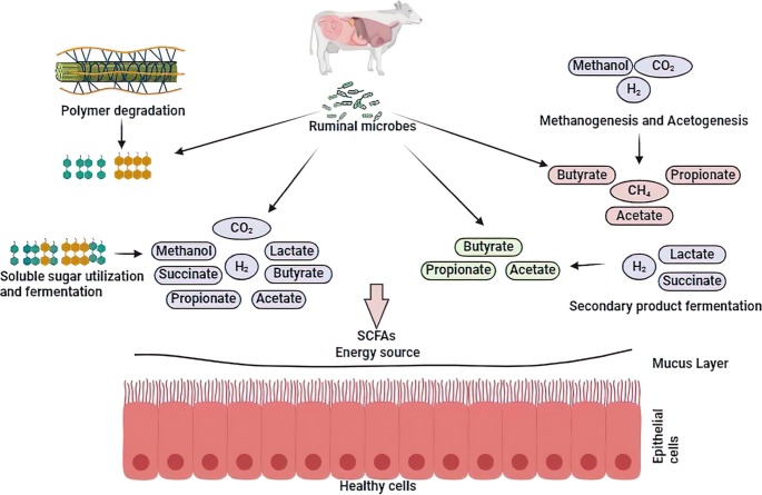 Microbiota of Livestock | Springer Nature Link