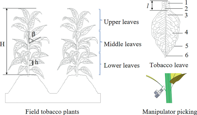 labeled tobacco plant diagram Experimental Study on Physical and Mechanical Properties of Broadleaf Crops  Based on Intelligent Harvesting