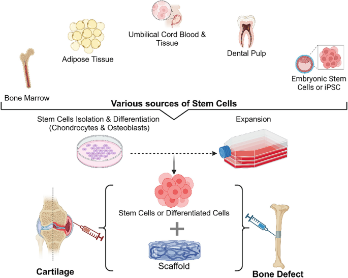 The Intersection of Biomaterials and Stem Cells in Tissue Repair ...